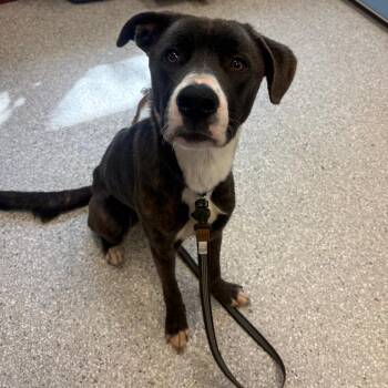 Sully -  Mixed Breed Dog for Adoption in Manhattan, Kansas - Sully | PetCurious