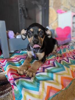 Terrier Dogs Available for Adoption in Waunakee, Wisconsin - Lola Lilac | PetCurious