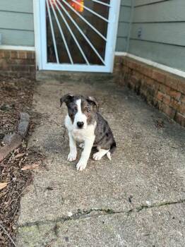 Australian Shepherd Dogs Available for Adoption - Holly (Lisa-Fostered In TN) | PetCurious