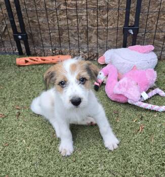 Euchre -  Cairn Terrier and Terrier Dog for Adoption in Apache Junction, Arizona - Euchre | PetCurious