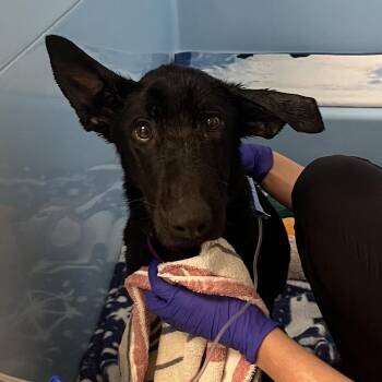 Ziva -  Mixed Breed Dog for Adoption in Mentor, Ohio - Ziva | PetCurious