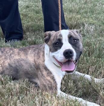 Lucy -  Boxer Dog for Adoption in Horn Lake, Mississippi - Lucy | PetCurious