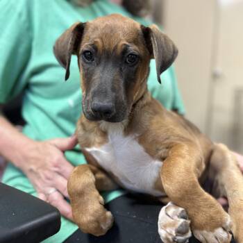 Rescue Labrador Retriever Dogs for Adoption in Columbia, South Carolina - Whatchamacallit | PetCurious