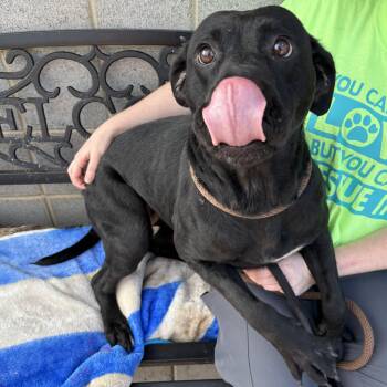 Rescue Black Labrador Retriever Dogs for Adoption in Franklin, North Carolina - Lily | PetCurious