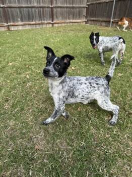 Cornbread -  Australian Cattle Dog Blue Heeler Dog for Adoption in Great Bend, Kansas - Cornbread | PetCurious