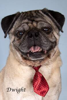 Dwight -  Pug Dog for Adoption in Gilbert, Arizona - Dwight | PetCurious