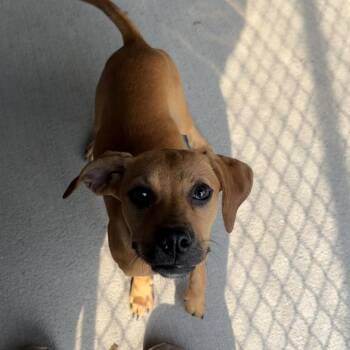 Celine -  Retriever and Hound Dog for Adoption - Celine | PetCurious