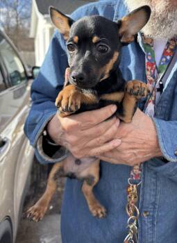 Dachshund and Chihuahua Dogs Available for Adoption - Coal  | PetCurious