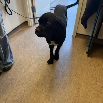 Diggy -  Black Labrador Retriever Dog for Adoption in Brentwood, Missouri - Diggy | PetCurious