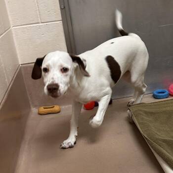 Casper -  Pit Bull Terrier and Mixed Breed Dog for Adoption in Reno, Nevada - Casper | PetCurious