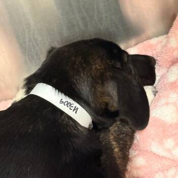 German Shepherd Dog Dogs Available for Adoption in Tupelo, Mississippi - Floppy | PetCurious