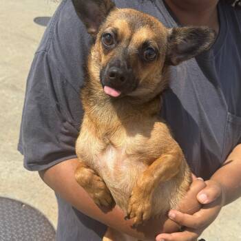 Kane -  Chihuahua Dog for Adoption in Columbus, Georgia - Kane | PetCurious