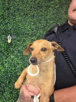 61312271 -  Chihuahua and Dachshund Dog for Adoption in El Paso, Texas - 61312271 | PetCurious
