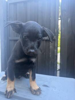 LITTER of 8- Puppy 5 -  Rottweiler and Black Labrador Retriever Dog for Adoption in North Miami Beach, Florida - LITTER Of 8- Puppy 5 | PetCurious