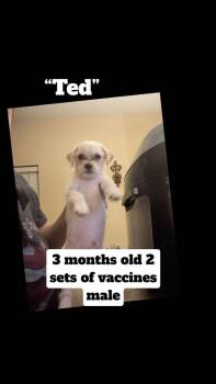Shih Tzu and Mixed Breed Dogs Available for Adoption in Durango, Colorado - Ted | PetCurious