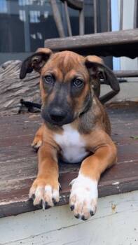 Bergamot (TN B Litter) -  Labrador Retriever Dog for Adoption in Brewster, New York - Bergamot (TN B Litter) | PetCurious