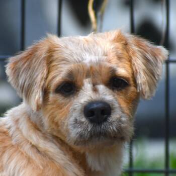 Darwin -  Terrier Dog for Adoption in Auburn, Nebraska - Darwin | PetCurious