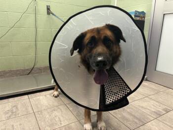 Rescue German Shepherd Dog and Mixed Breed Dogs for Adoption in Grand Prairie, Texas - ZEKE | PetCurious