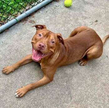 Boden -  Pit Bull Terrier Dog for Adoption in Chicago, Illinois - Boden | PetCurious