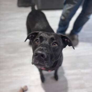 Mixed Breed Dogs Available for Adoption - Charli | PetCurious