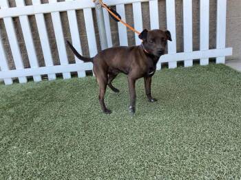 Chihuahua Dogs Available for Adoption in Modesto, California - CHIP | PetCurious