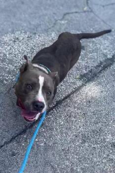 Rainy -  Mixed Breed Dog for Adoption in Cincinnati, Ohio - Rainy | PetCurious