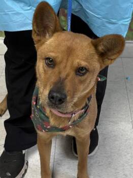 Shepherd and Mixed Breed Dogs Available for Adoption - Janet | PetCurious
