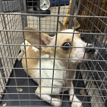 Urkel -  Chihuahua Dog for Adoption in Pasadena, California - Urkel | PetCurious