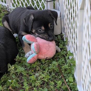 Mixed Breed Dogs Available for Adoption - Donkey | PetCurious