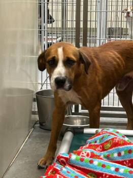 2026-08-131 -  Retriever Dog for Adoption in Winder, Georgia - 2026-08-131 | PetCurious