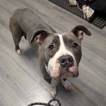 Rescue Pit Bull Terrier Dogs for Adoption in Greenville, Pennsylvania - Mr. Grey | PetCurious