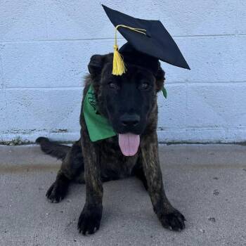 Lady -  German Shepherd Dog and Cane Corso Dog for Adoption in Liverpool, Texas - Lady | PetCurious