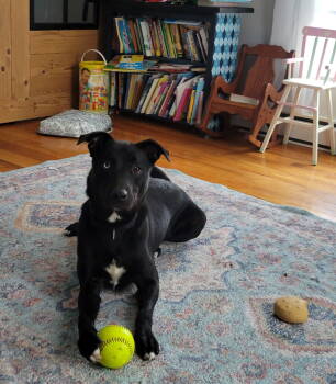 Rescue Labrador Retriever Dogs for Adoption in Doylestown, Pennsylvania - Papa | PetCurious