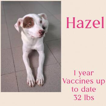 Terrier Dogs Available for Adoption in Virginia Beach, Virginia - Hazel | PetCurious