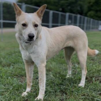 Sparkles -  Mixed Breed Dog for Adoption in Tulsa, Oklahoma - Sparkles | PetCurious