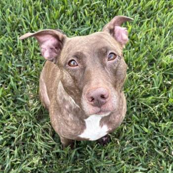 Pit Bull Terrier and American Staffordshire Terrier Dogs Available for Adoption in Bryan, Texas - Windrose | PetCurious