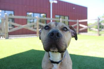 Anchor -  Pit Bull Terrier Dog for Adoption in Chestertown, Maryland - Anchor | PetCurious