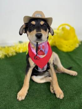 German Pinscher and Labrador Retriever Dogs Available for Adoption in Carlsbad, California - Mercedes | PetCurious