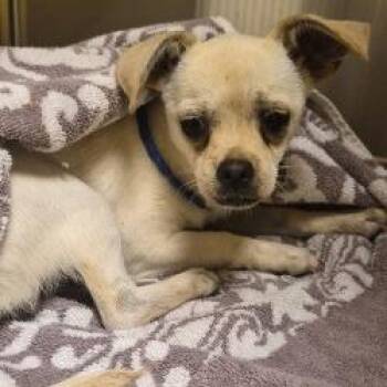 Willow -  Chihuahua Dog for Adoption in Bend, Oregon - Willow | PetCurious