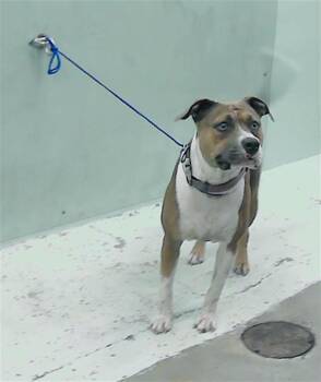 Rescue Staffordshire Bull Terrier and Mixed Breed Dogs for Adoption in Houston, Texas - LUNA | PetCurious