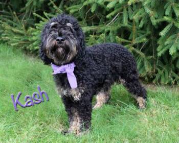Kash -  Cocker Spaniel and Poodle Dog for Adoption in Parma, Ohio - Kash | PetCurious