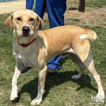 Retriever and Labrador Retriever Dogs Available for Adoption in Washington, District Of Columbia - Milo | PetCurious