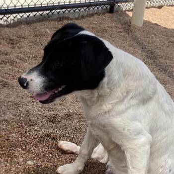 Daffy -  Shepherd Dog for Adoption in Sand Springs, Oklahoma - Daffy | PetCurious
