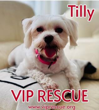 Maltese Dogs Available for Adoption in Redington Beach, Florida - Tilly / St Peterburg | PetCurious