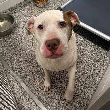 Pit Bull Terrier Dogs Available for Adoption in Morganton, North Carolina - Mace | PetCurious