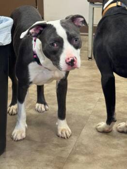 American Staffordshire Terrier Dogs Available for Adoption in Springfield, Ohio - Addie | PetCurious