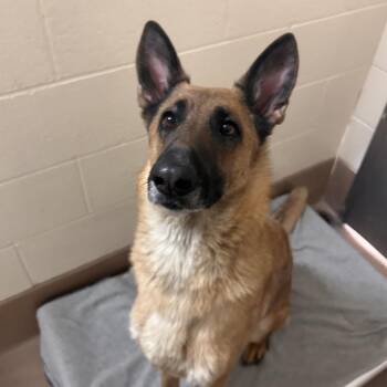 Belgian Shepherd Malinois Dogs Available for Adoption in Reno, Nevada - Pookie | PetCurious