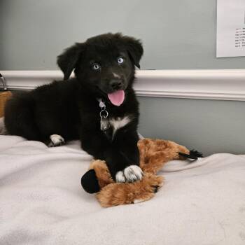 Sky Pup: Gem -  Husky and Mixed Breed Dog for Adoption in Falls Church, Virginia - Sky Pup: Gem | PetCurious