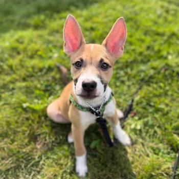 CJAH -  Mixed Breed Dog for Adoption in Toronto, Ontario - CJAH | PetCurious