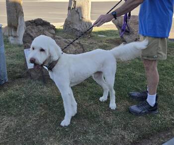 Buck -  Sheepadoodle and Great Pyrenees Dog for Adoption in Mesquite, Nevada - Buck | PetCurious